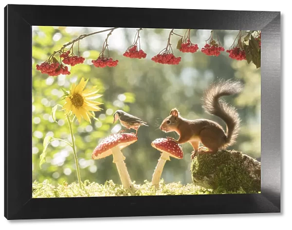Red Squirrel and nuthatch with mushroom and sunflower