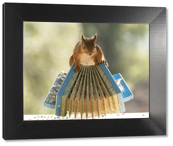 Red Squirrel holding a accordion