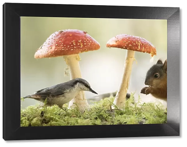 young Red Squirrel and nuthatch with mushroom