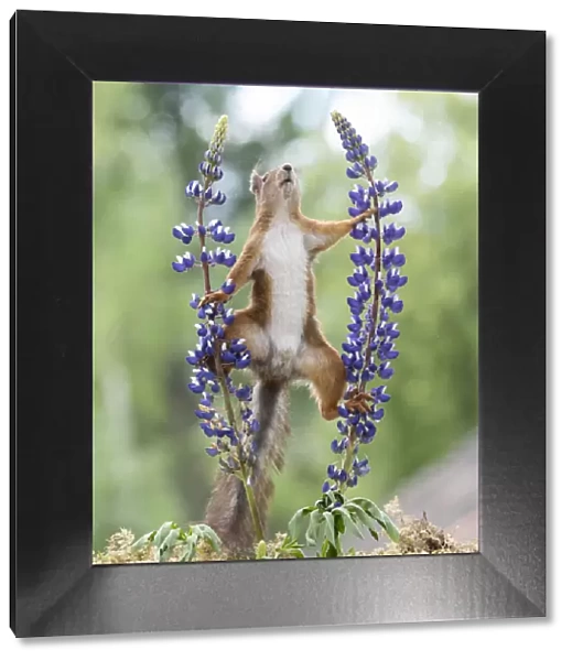 red squirrel climbing between lupine flowers