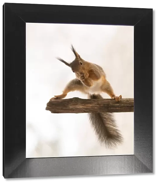 Red Squirrel in a split on tree branch
