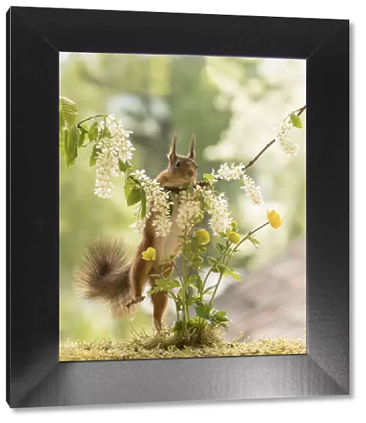 Red Squirrel is climbing in hackberry flower branches