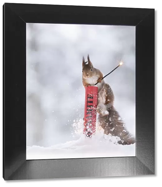 Red squirrel standing in snow climbing in dynamite