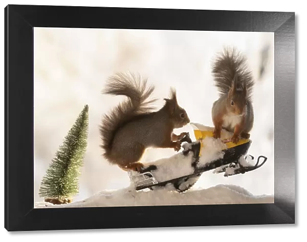 red squirrels standing on a snow scooter on snow