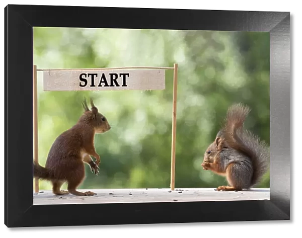 red squirrels standing with a start sign