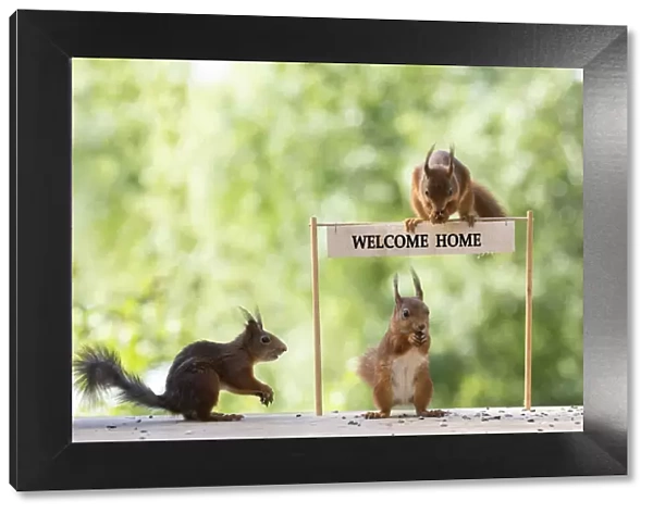 red squirrels standing with a welcome home sign