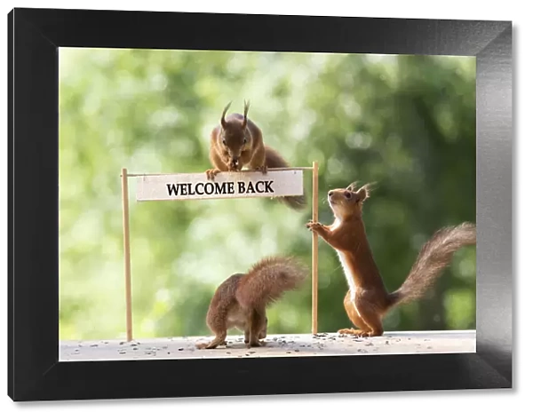 red squirrels standing with a welcome back sign