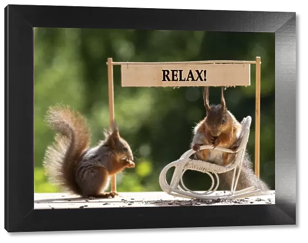red squirrel sitting in an rocking chair with relax sign