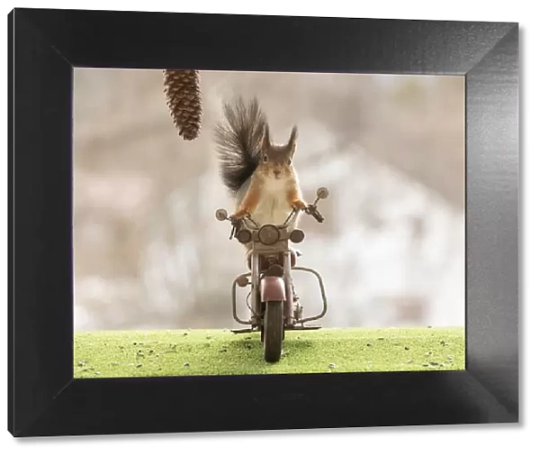 red squirrel standing on a motor bike