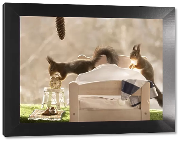Red Squirrels in an bed with an clock