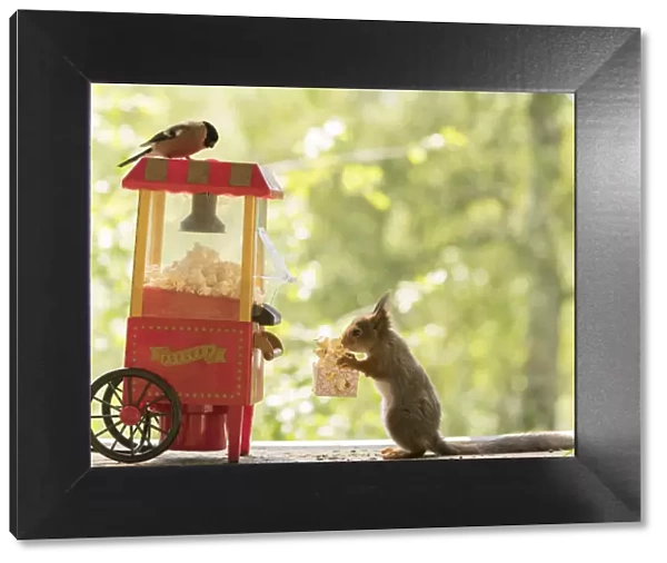 Red Squirrel and bullfinch with an popcorn machine