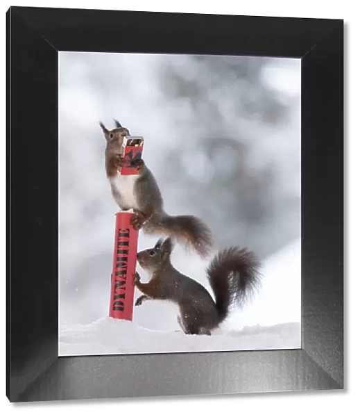 Red squirrels standing in snow on dynamite with matches