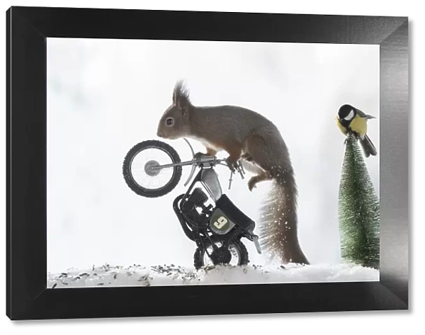 red squirrel and titmouse standing on an motor bike in snow