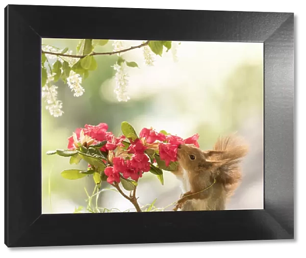 Red Squirrels with Rhododendron with red flowers
