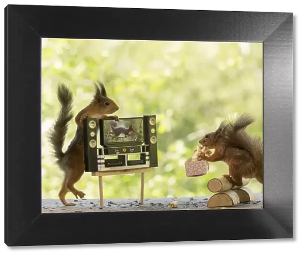 Red Squirrels with tv and popcorn