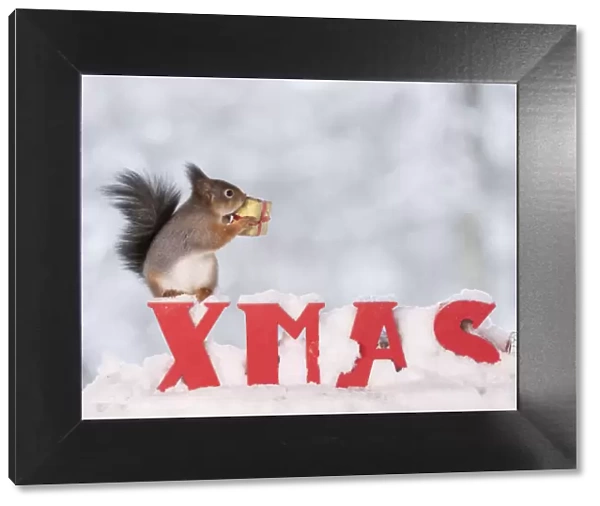 Red squirrel standing on capitals in snow with an present
