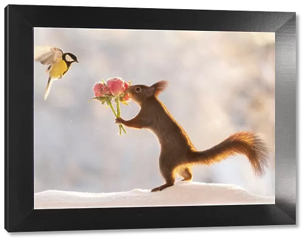 Red squirrel holding a rose bouquet with flying titmouse