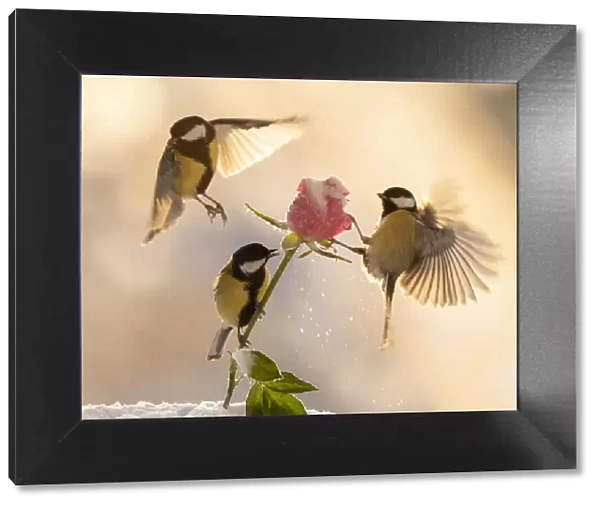titmouses flying above a rose with ice and snow