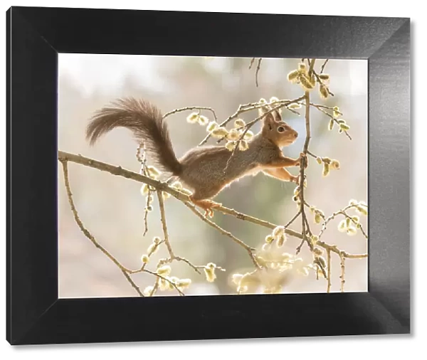 Red Squirrel reaches from willow flower branches