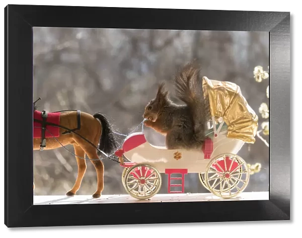 Red Squirrel with a horse and carriage