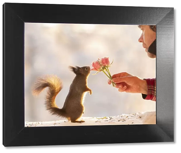 Red squirrel looking at a rose bouquet hold by an man