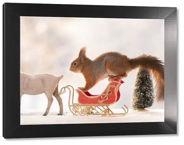 Red squirrel standing on a sledge with reindeer on ice
