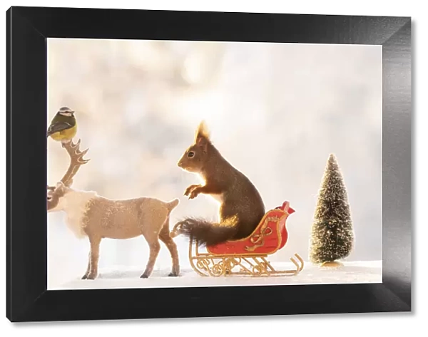 Red squirrel standing on a sledge with reindeer and blue tit