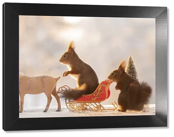 Red squirrels standing on a sledge with reindeer on ice