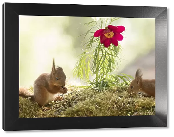 young Red Squirrels with fern leaf peony flower