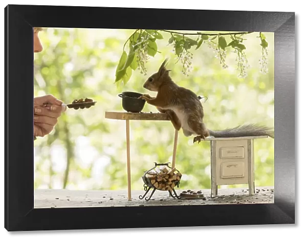 Red Squirrel and man in a kitchen