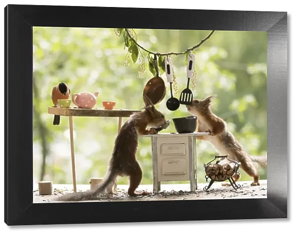 Red Squirrels and bullfinch in a kitchen