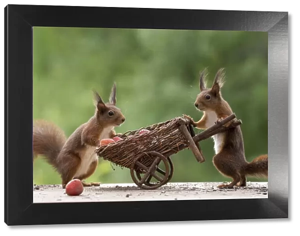 red squirrels holding a wheelbarrow with Strawberries