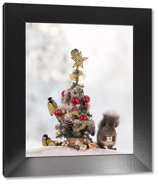red squirrel standing with an Christmas tree with birds