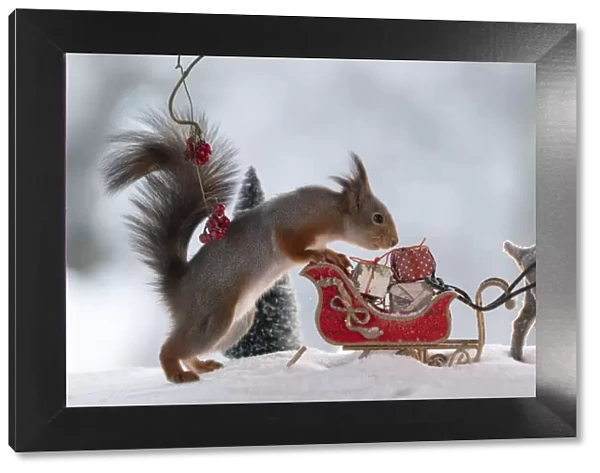 Red squirrel standing with a sledge with reindeer and tit