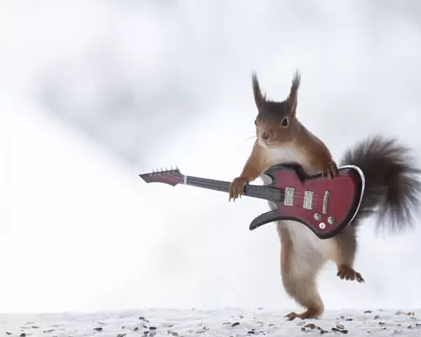 red squirrel holding a guitar