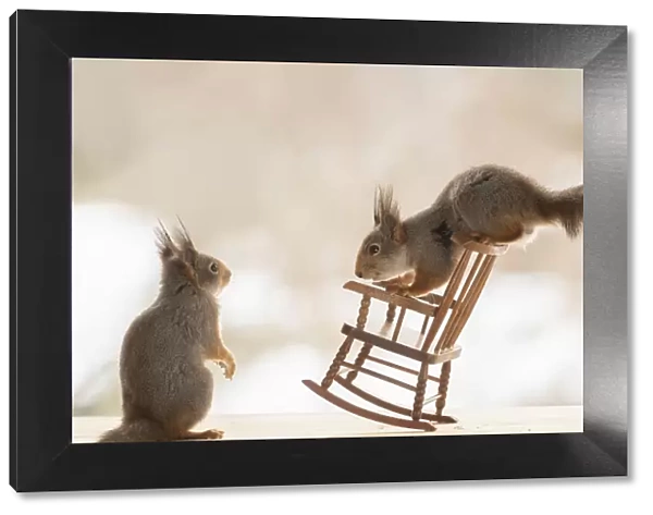 red squirrel is standing on a rocking chair