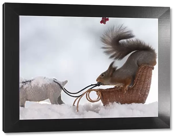 Red squirrel standing on a sledge with a reindeer