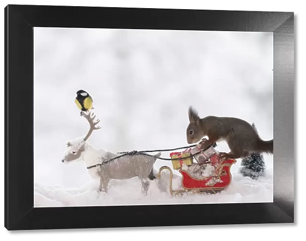 Red squirrel standing on a sledge with reindeer and titmouse