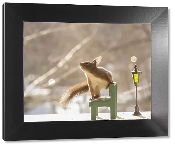 red squirrel is standing on a bench with lantern