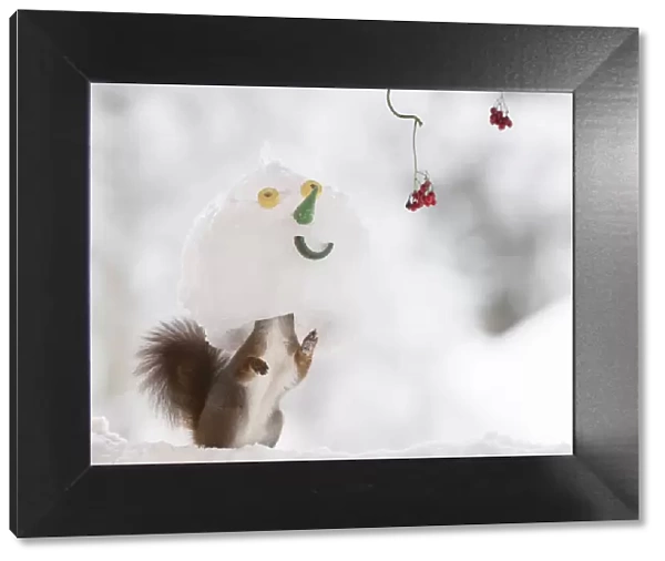 Red squirrel standing inside a snowman mask