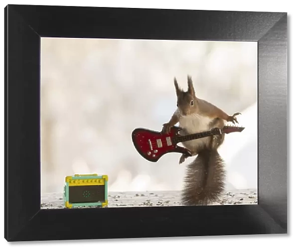 red squirrel jumping with a guitar