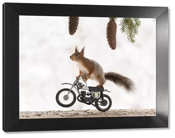 Red Squirrel riding on a cross bike