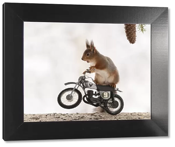 Red Squirrel riding on a cross bike