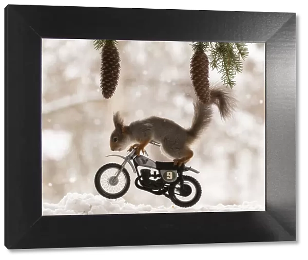 Red Squirrel riding on an cross bike