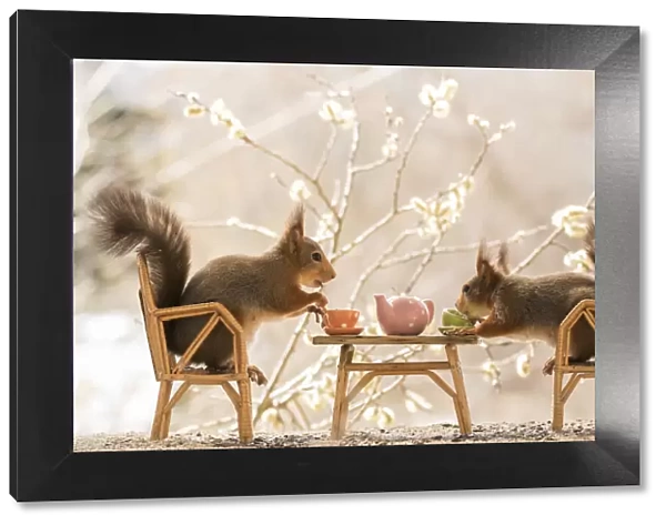 Red Squirrels on a chair holding a cup