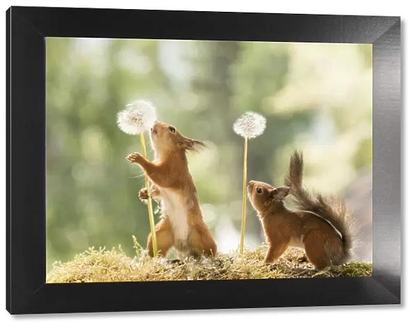 Red Squirrels with dandelion seed buds