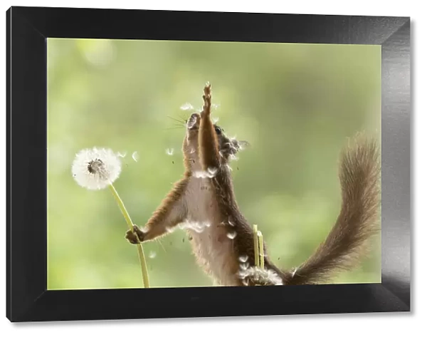 Red Squirrel reaches with dandelion seeds flying