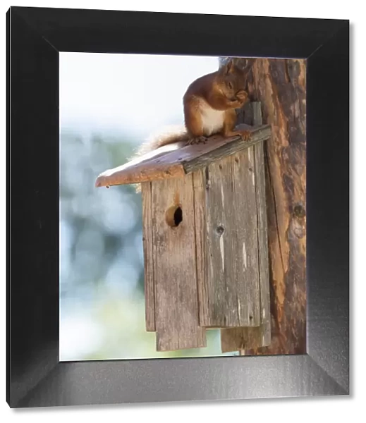 red squirrel sitting on a birdhouse against a tree