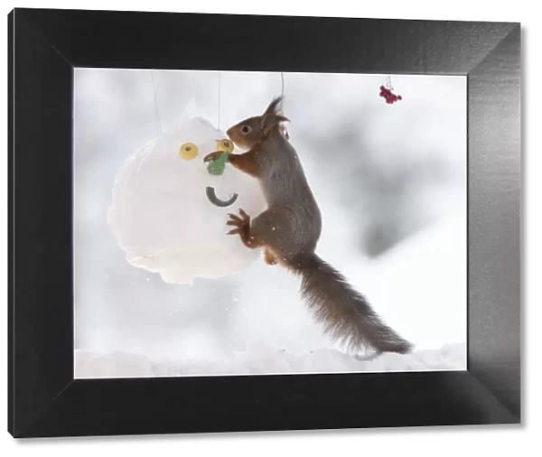 Red squirrel jumping on a snowman mask