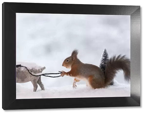 Red squirrel holding with a rope an reindeer